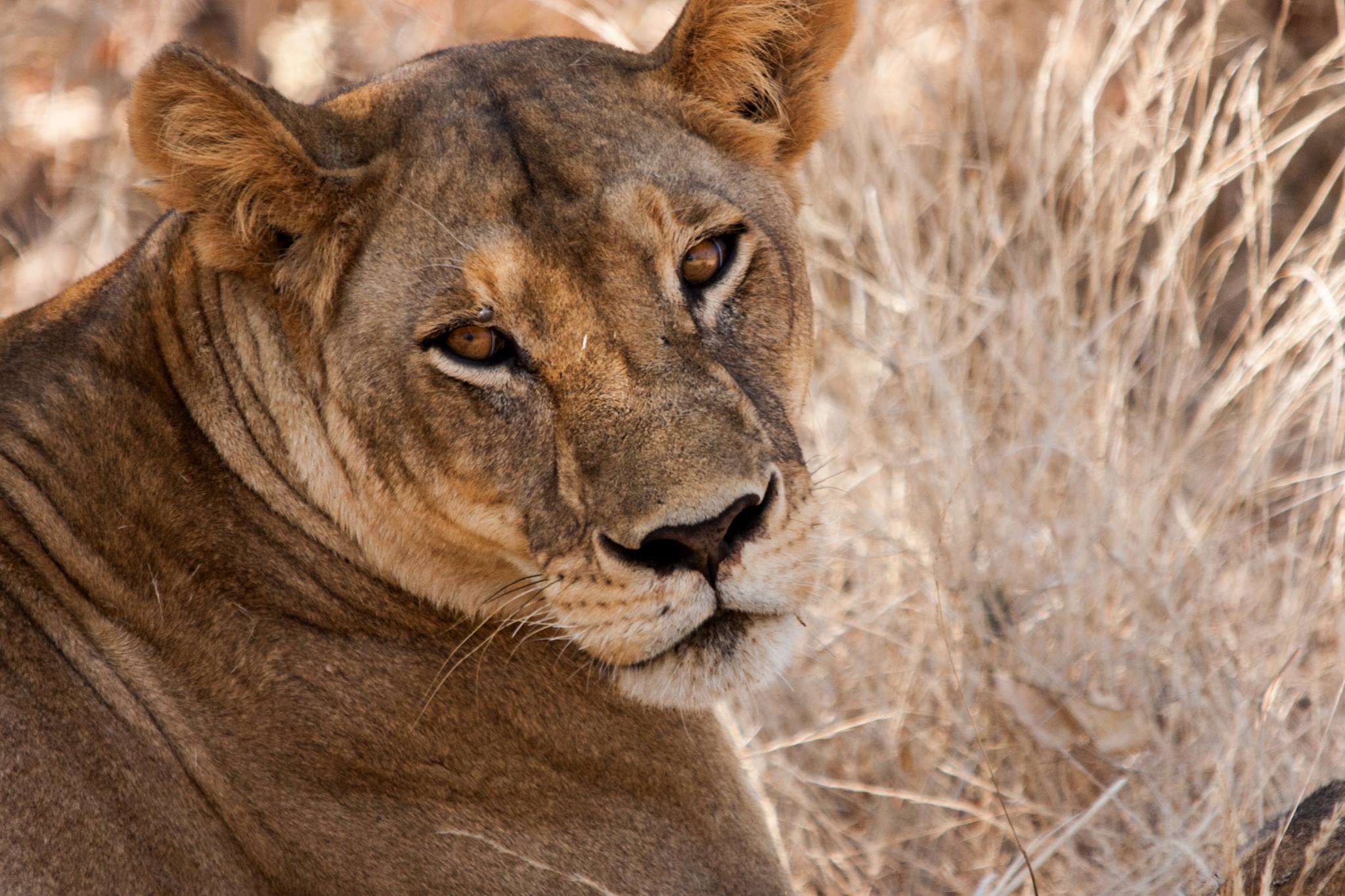 Mikumi Day Safari by SGR train from Dar-es-salaam